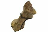 11.4" Triceratops Metatarsal (Foot Bone) - Montana - #129945-2